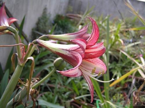 Striped Panther 1.JPG